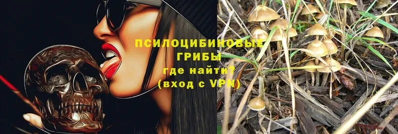 купить закладку  Киренск  Псилоцибиновые грибы GOLDEN TEACHER 